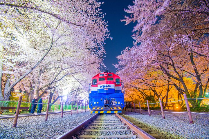Romantic Jinhae Cherry Blossom Festival Night Tour from Busan - Photo 1 of 6